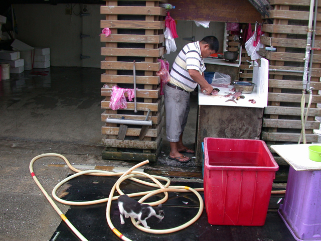 fish cutting with cat